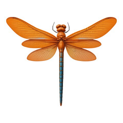 Orange Dragonfly with Transparent Wings