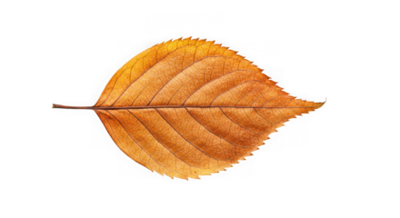 Detailed macro view of a single golden autumn leaf isolated on transparent background