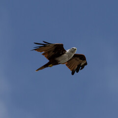 Sea Eagle flying over at Patong Beach looking for his food on the beautiful island of Phuket Thailand