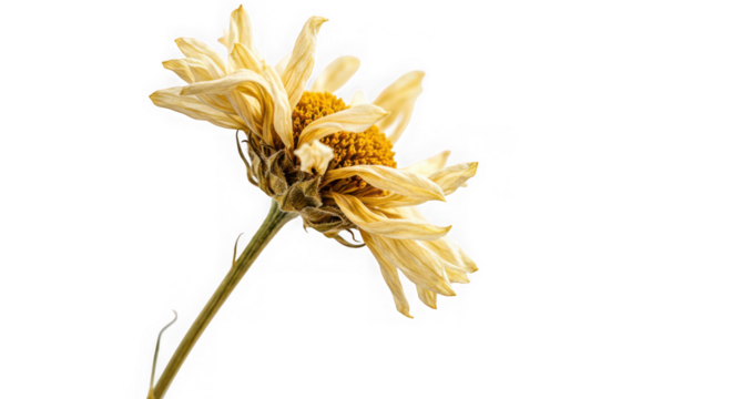 Detailed macro shot of a dried yellow daisy flower isolated on transparent background