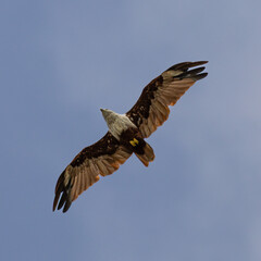 Sea Eagle flying over at Patong Beach looking for his food on the beautiful island of Phuket Thailand