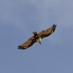 Sea Eagle flying over at Patong Beach looking for his food on the beautiful island of Phuket Thailand