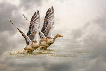 Two powerful geese take flight from water on a dramatic cloudy day with copy space