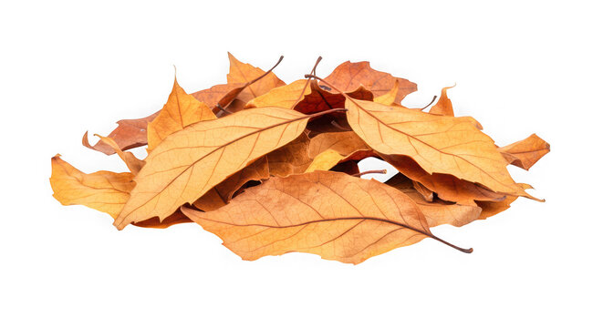 Pile of dry brown autumn leaves isolated on transparent background