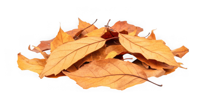 Pile of dry brown autumn leaves isolated on transparent background - Powered by Adobe