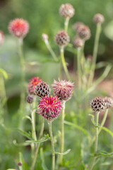 Very dark purple knapweed (Centaurea atropurpurea) blossoms.