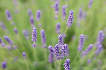 English Lavender