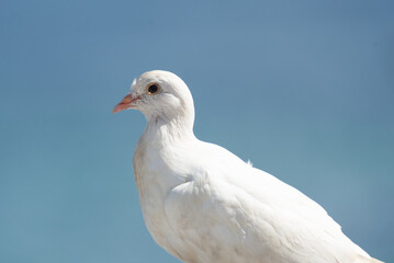 Close-up of a white pigeon standing still. Blurred background against sea and sky. Attentive bird.