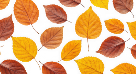Assortment of autumn leaves in various warm colors isolated on transparent background