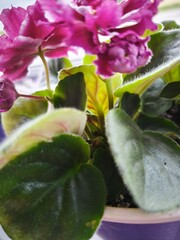 indoor violet, violet in a pot, home flowers, blooming flower pots, purple flowers, pink flowers, green office, landscaping of an apartment, flowers in pots, flowers on a windowsill