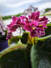 indoor violet, violet in a pot, home flowers, blooming flower pots, purple flowers, pink flowers, green office, landscaping of an apartment, flowers in pots, flowers on a windowsill