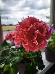 garden pelargonium, house flowers, flowering pots, indoor violets, green office, landscaping of apartments and premises