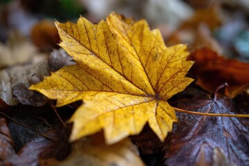 Close-up of a vibrant autumn leaf