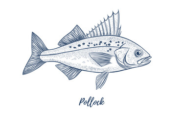 Vector pollock fish line art illustration, graphic sea food, style of old engraving, vintage, realistic Fish. Pollock. Great for menu designs, Ideal for menus, food branding, packaging and summer desi
