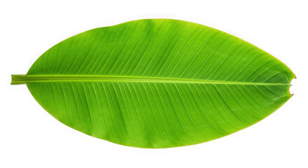 Vibrant green banana leaf with prominent veins isolated on transparent background