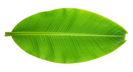 Vibrant green banana leaf with prominent veins isolated on transparent background