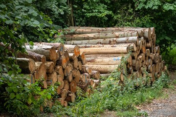 Large quantity of felled tree trunks piled up in forest