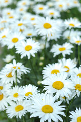 Obraz premium Chamomile flowers in full bloom on green background. Summer wildflowers in soft light, perfect for backgrounds, cards, or advertising.