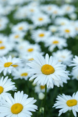 Fototapeta premium Close-up of white daisy flowers in a natural field. Bright floral texture and fresh mood perfect for seasonal, botanical, or eco-friendly visuals.