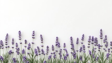Naklejka premium Lavender sprigs border on white background
