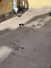 Three stray cats resting on a sunlit urban pavement on a hot summer day. The scene captures the...
