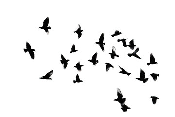 A flock of birds flying in the sky with white outlines isolated on transparent background