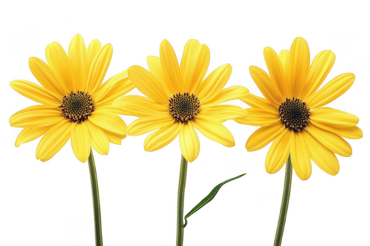 Three bright yellow daisy like flowers with dark centers and green stems isolated on transparent background