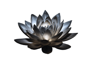 a black and white flower on a white background