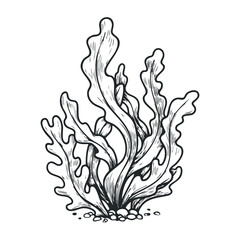 Obraz premium Detailed black and white seaweed illustration on white background. Hand draw vector illustration