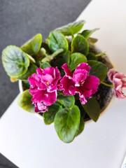 indoor violet, violet in a pot, home flowers, blooming flower pots, purple flowers, pink flowers, green office, landscaping of an apartment, flowers in pots, flowers on a windowsill