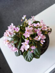 indoor violet, violet in a pot, home flowers, blooming flower pots, purple flowers, pink flowers, green office, landscaping of an apartment, flowers in pots, flowers on a windowsill