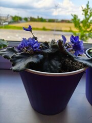 indoor violet, violet in a pot, home flowers, blooming flower pots, purple flowers, pink flowers, green office, landscaping of an apartment, flowers in pots, flowers on a windowsill