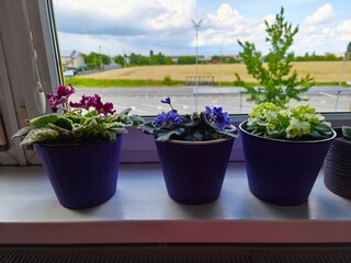 indoor violet, violet in a pot, home flowers, blooming flower pots, purple flowers, pink flowers,...