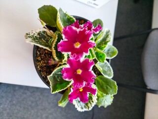 indoor violet, violet in a pot, home flowers, blooming flower pots, purple flowers, pink flowers,...