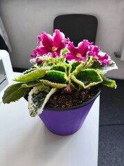 indoor violet, violet in a pot, home flowers, blooming flower pots, purple flowers, pink flowers, green office, landscaping of an apartment, flowers in pots, flowers on a windowsill