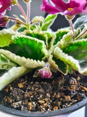 indoor violet, violet in a pot, home flowers, blooming flower pots, purple flowers, pink flowers, green office, landscaping of an apartment, flowers in pots, flowers on a windowsill