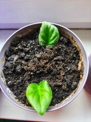 indoor violet, violet in a pot, home flowers, blooming flower pots, purple flowers, pink flowers, green office, landscaping of an apartment, flowers in pots, flowers on a windowsill