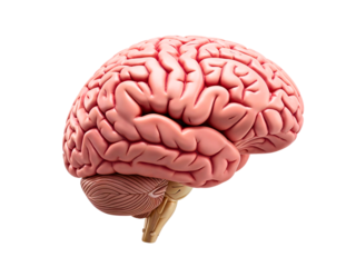 Human brain model isolated on white background
