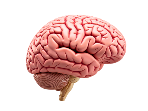 Human brain model isolated on white background
