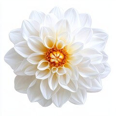 Close up of a delicate white dahlia flower with a warm yellow center isolated on white background