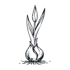 Black and white tulip bulb sketch with bud and leaves on white background. Hand drawn vector illustration