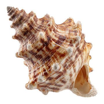 Detailed close up of a beautiful brown and beige seashell on a white background