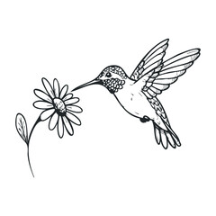 Obraz premium Hummingbird and daisy line art: intricate nature-inspired black and white sketch. Hand drawn vector illustration