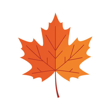 Vector Illustration of Autumn Maple Leaf Isolated on White Background