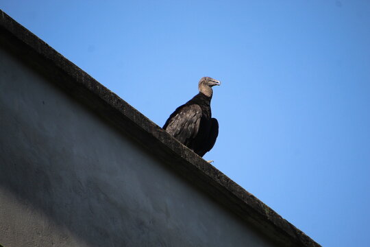  ave urubu preto - Coragyps atratus