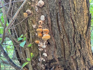 mushrooms on tree