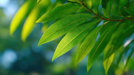 Close-up of vibrant green tropical leaves with detailed veins and sunlight glow.