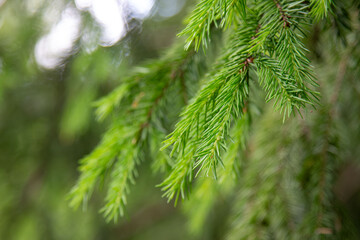 Vibrant Green Fir Tree Branches with Fresh Needles in Forest Close-up