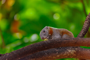 Cute little squirrel eating a banana in a tree on Patong beach in the island of Phuket Thailand