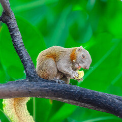 Cute little squirrel eating a banana in a tree on Patong beach in the island of Phuket Thailand